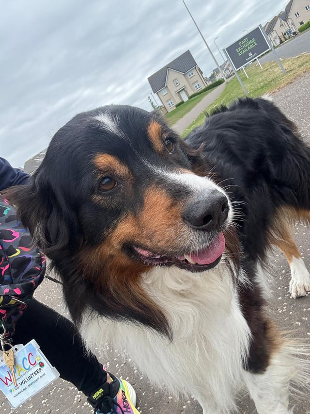Found dog