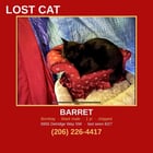 Lost Cat in Seattle