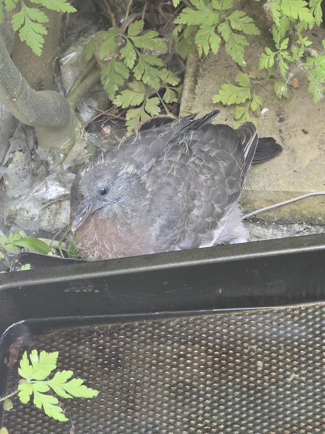 Found bird