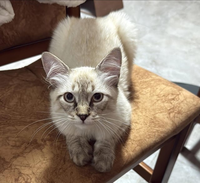 Lost Cat in Algiers