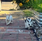 Found rabbit