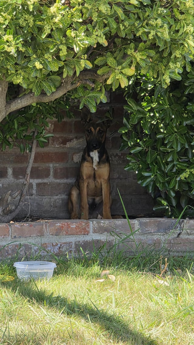 Found dog