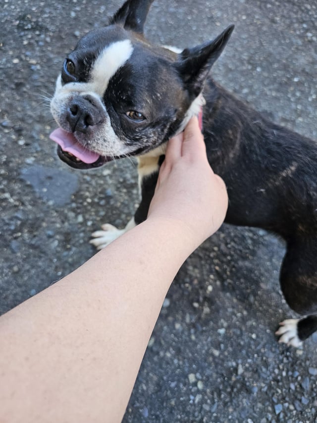 Found dog