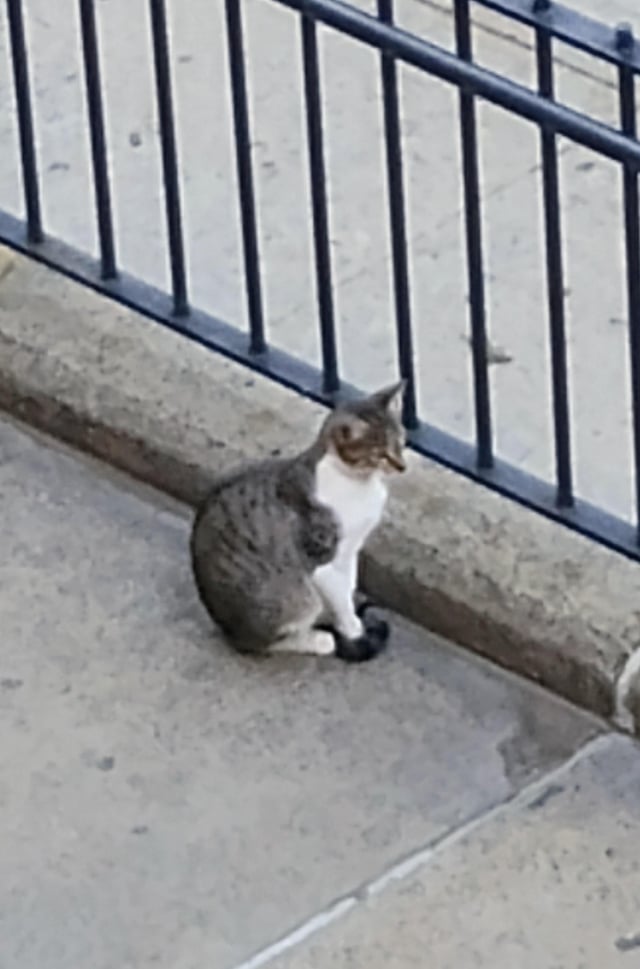 Found cat