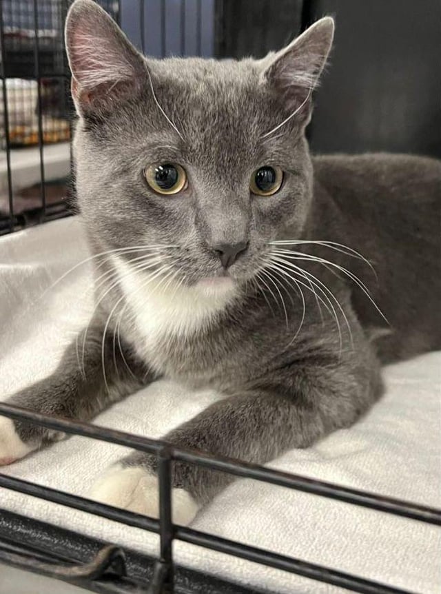 Lost cat