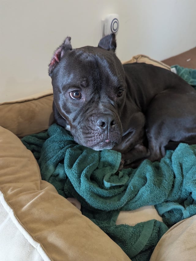 Found dog