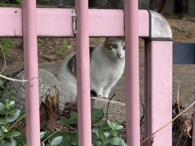 Found Cat in Seoul