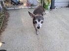 Found dog