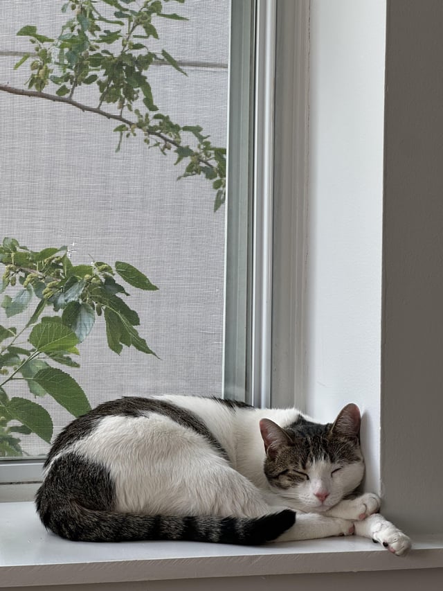 Lost cat