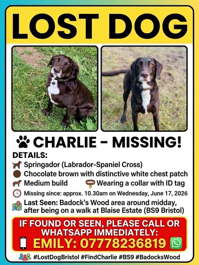 Lost dog