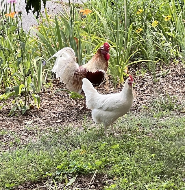 Found Bird in Charlottesville