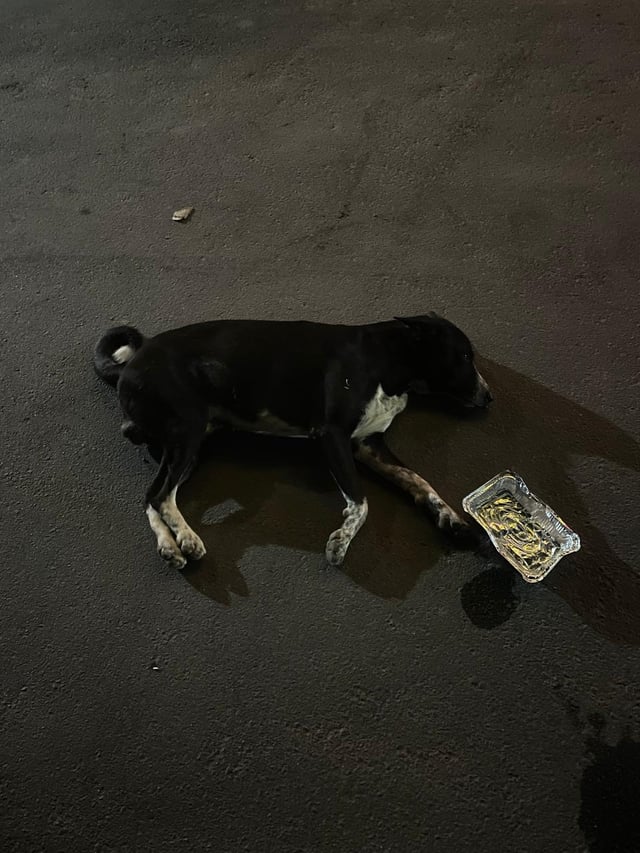 Lost dog