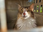 Found cat