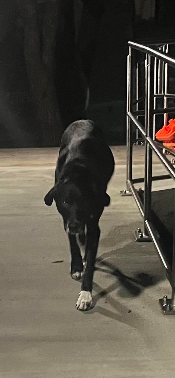 Found dog