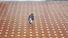 Found bird