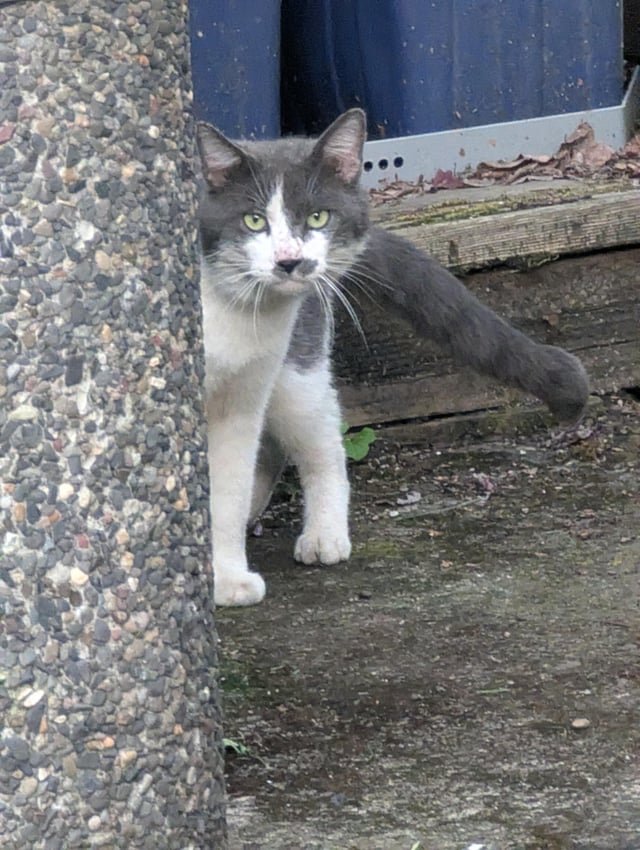 Found pet