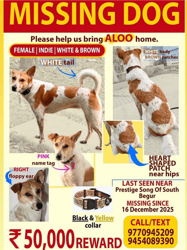 Lost Dog in Bengaluru