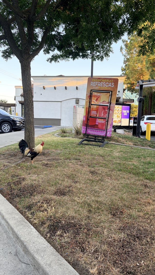 Found bird