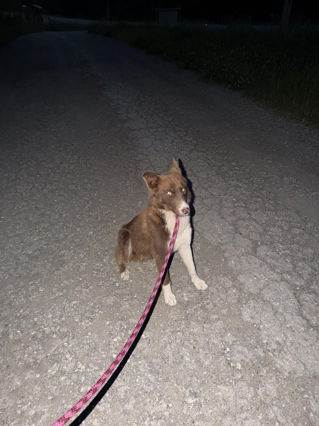Found dog