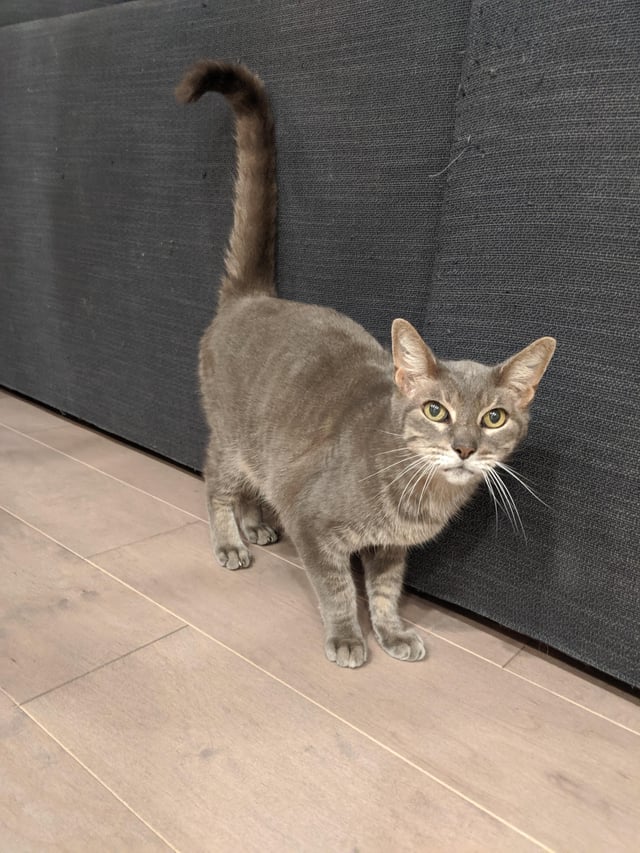 Found cat