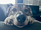 Lost dog