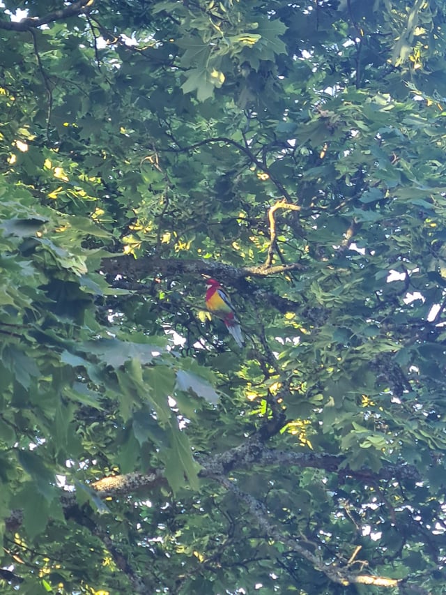 Found bird