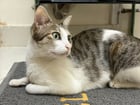 Lost cat