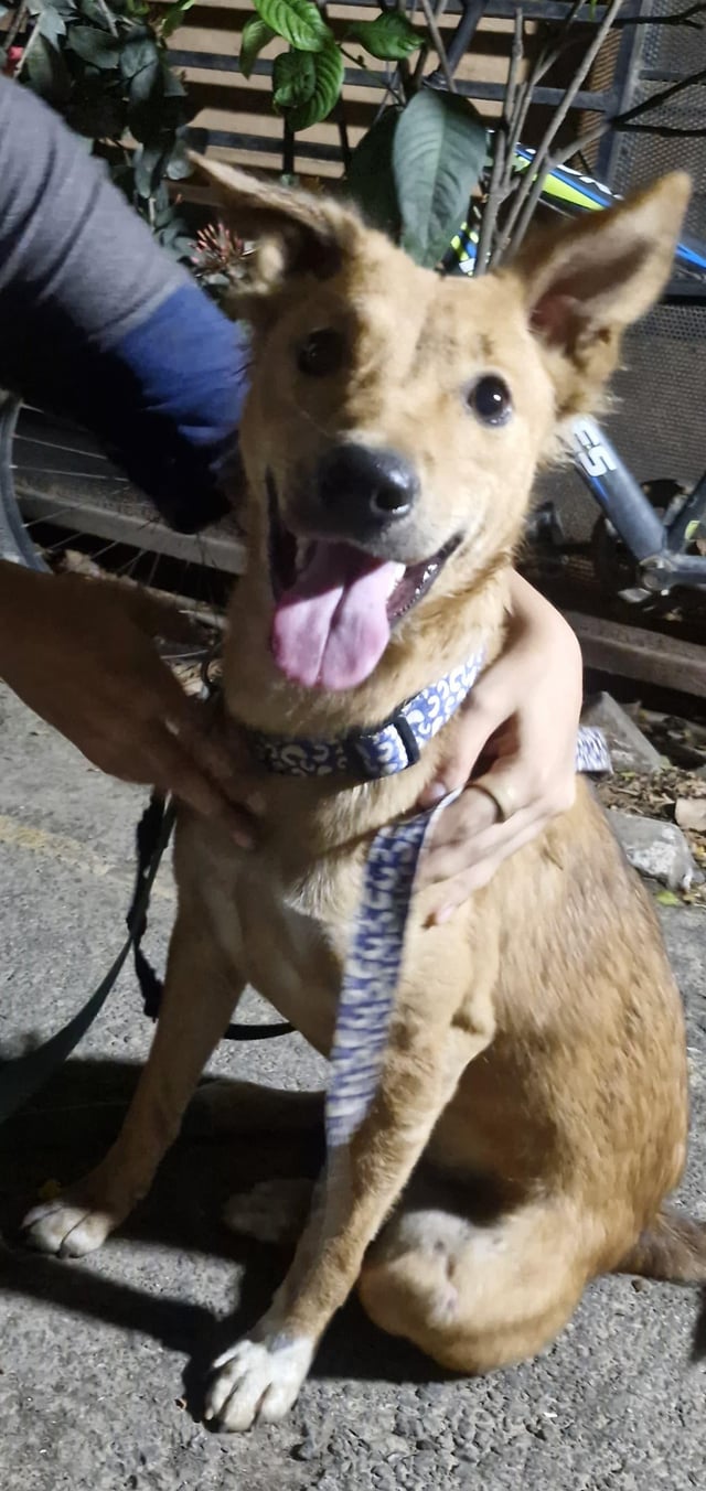 Lost dog