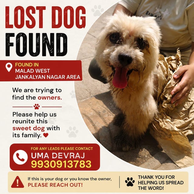 Found dog