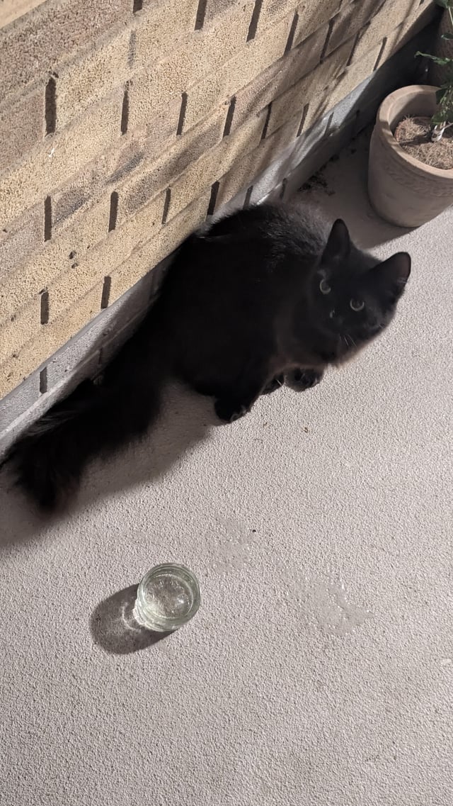 Found cat