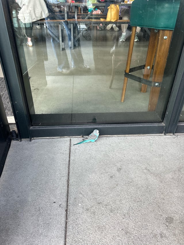 Found Bird in San Francisco