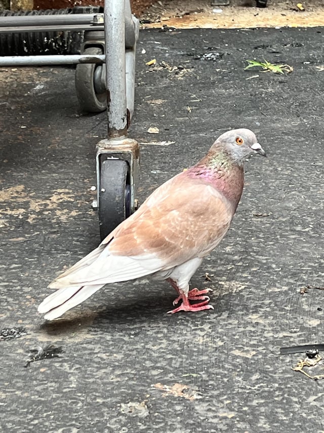 Found Bird in Kansas City