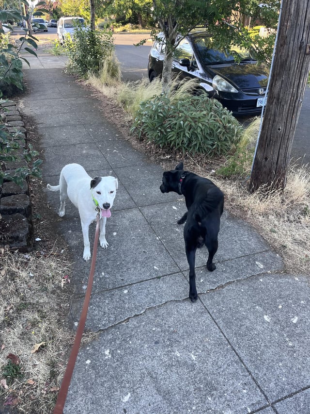 Found dog
