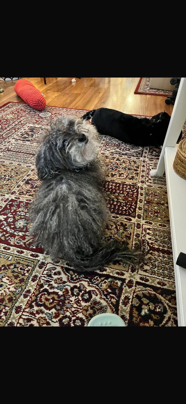 Lost dog
