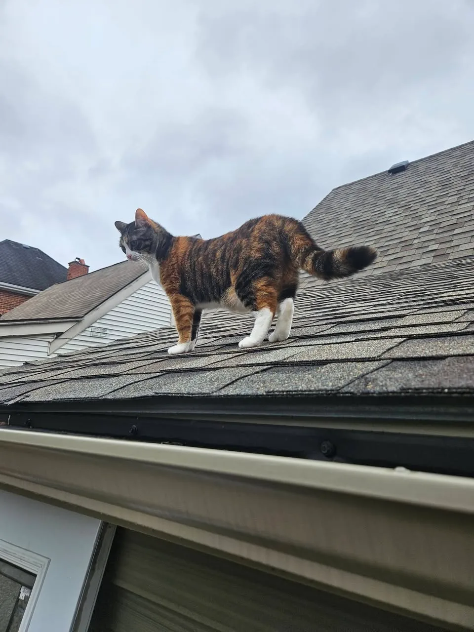 Lost cat