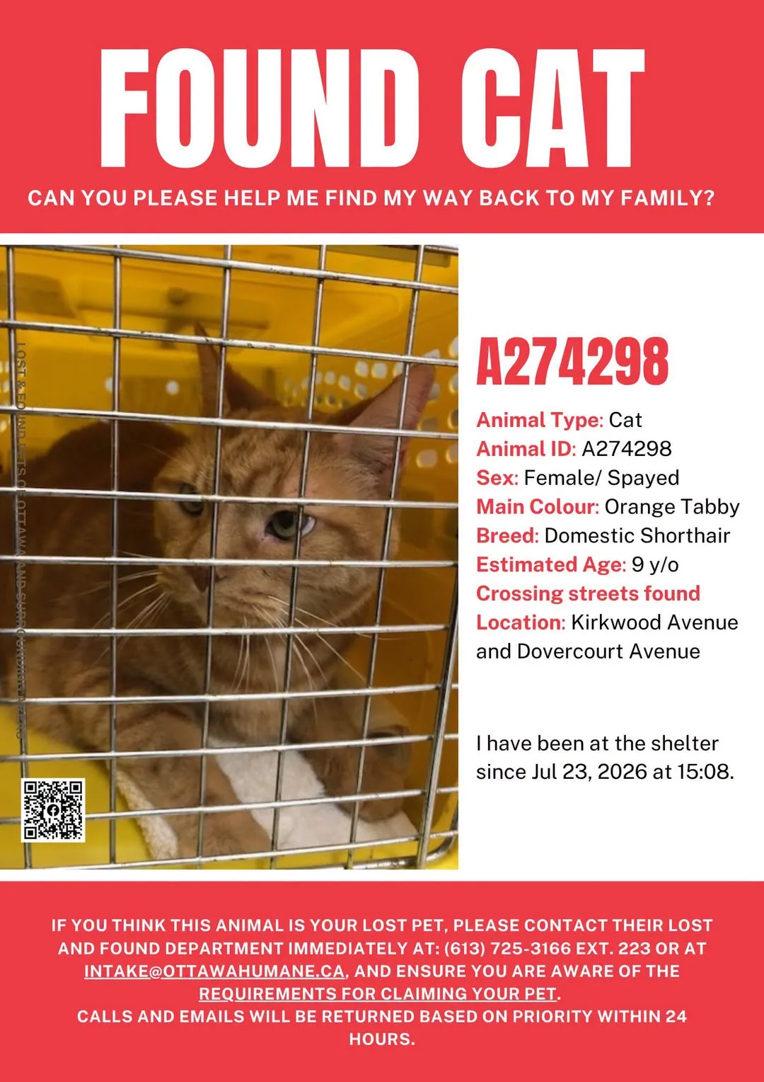 Found cat