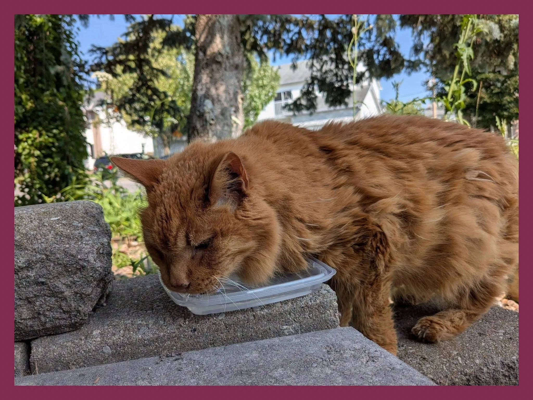 Found cat