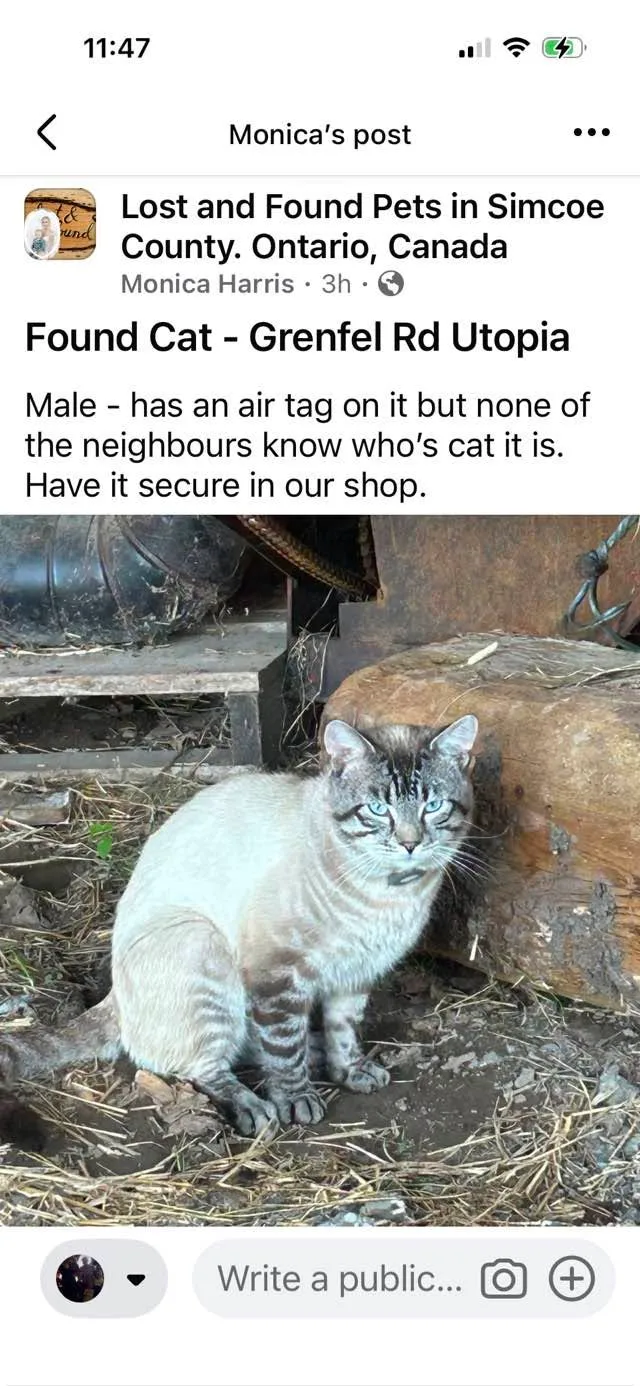 Found cat