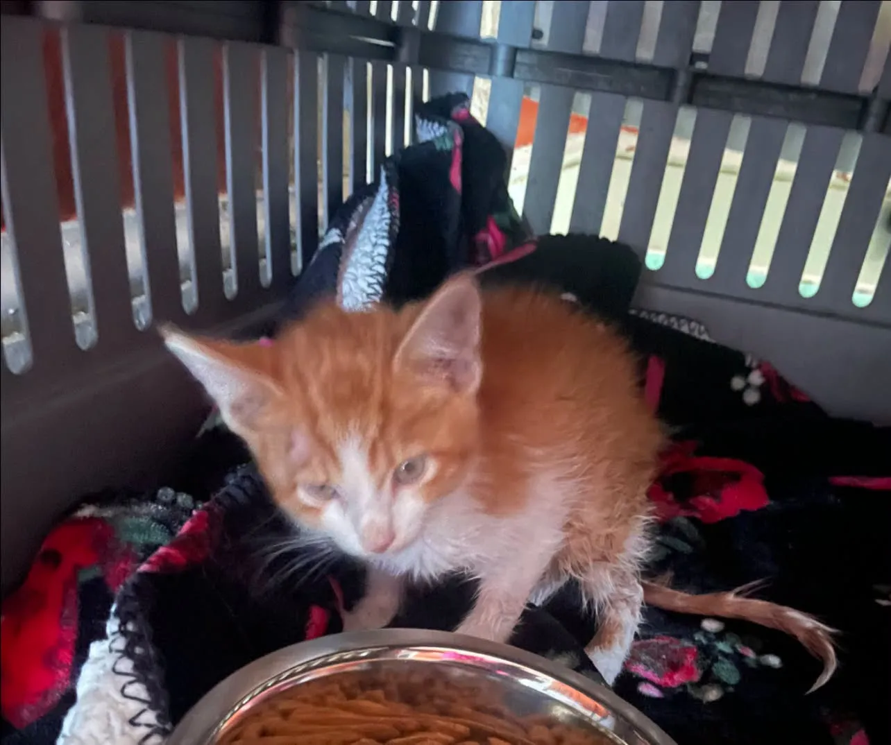 Found cat