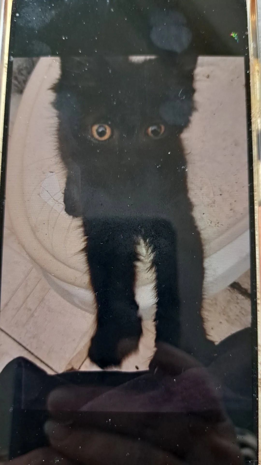 Found cat