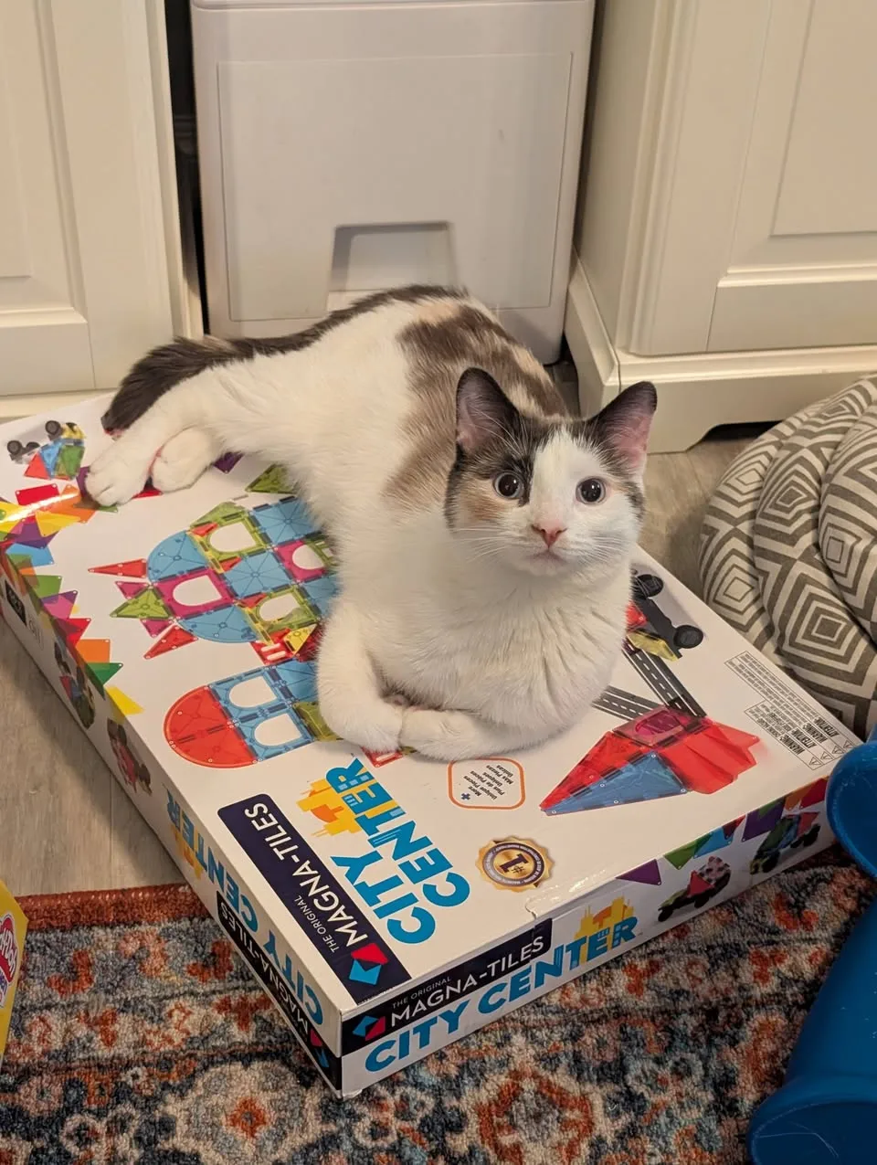 Lost cat