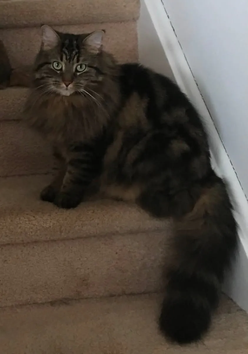 Lost cat