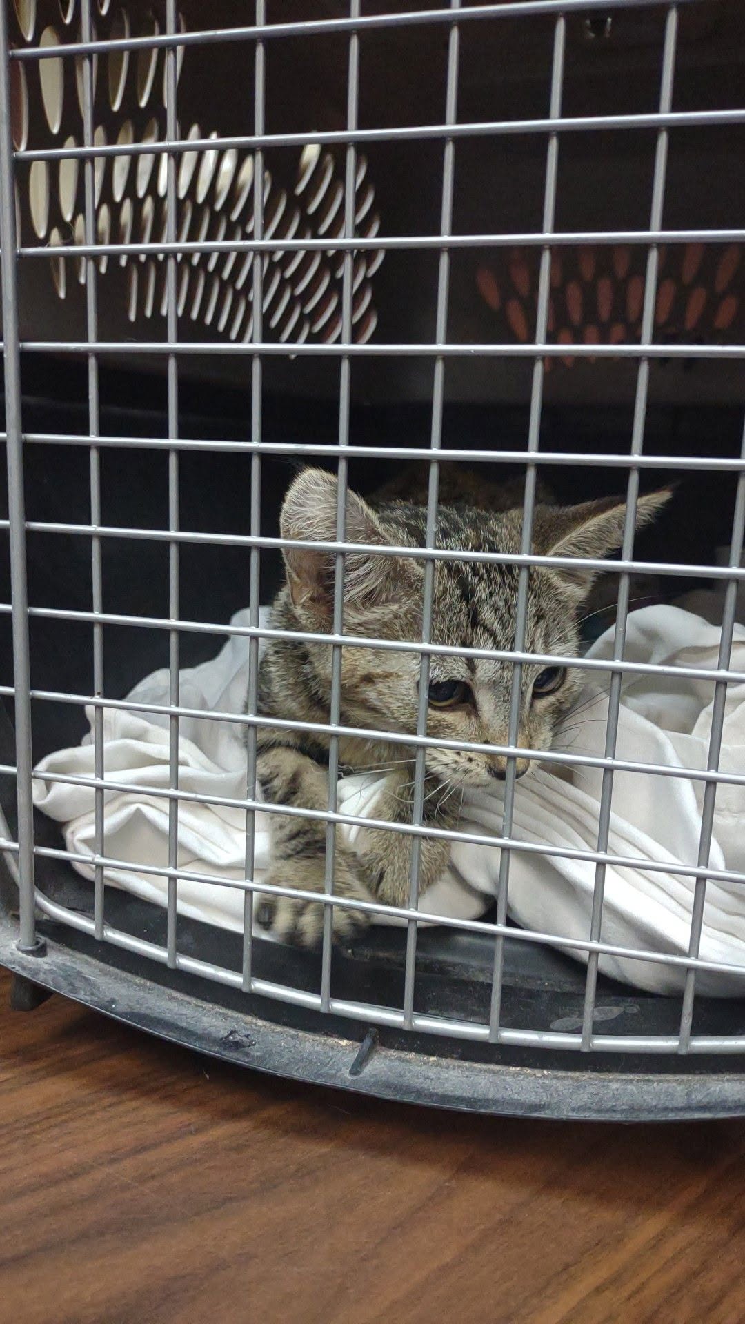 Found cat