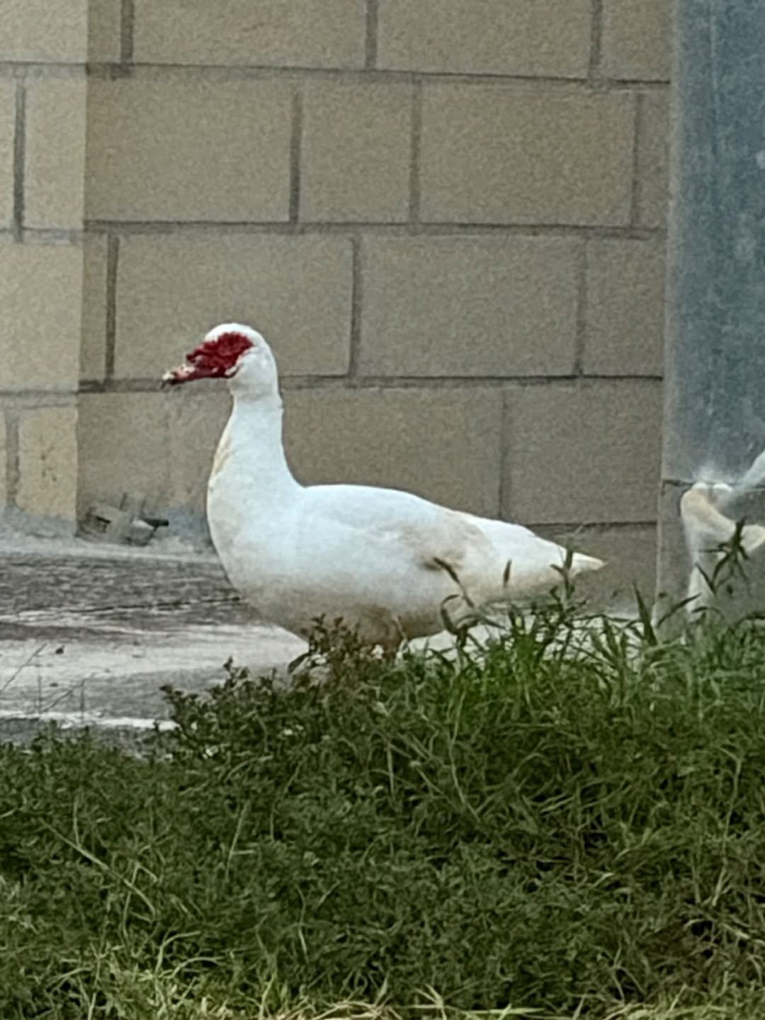 Found bird