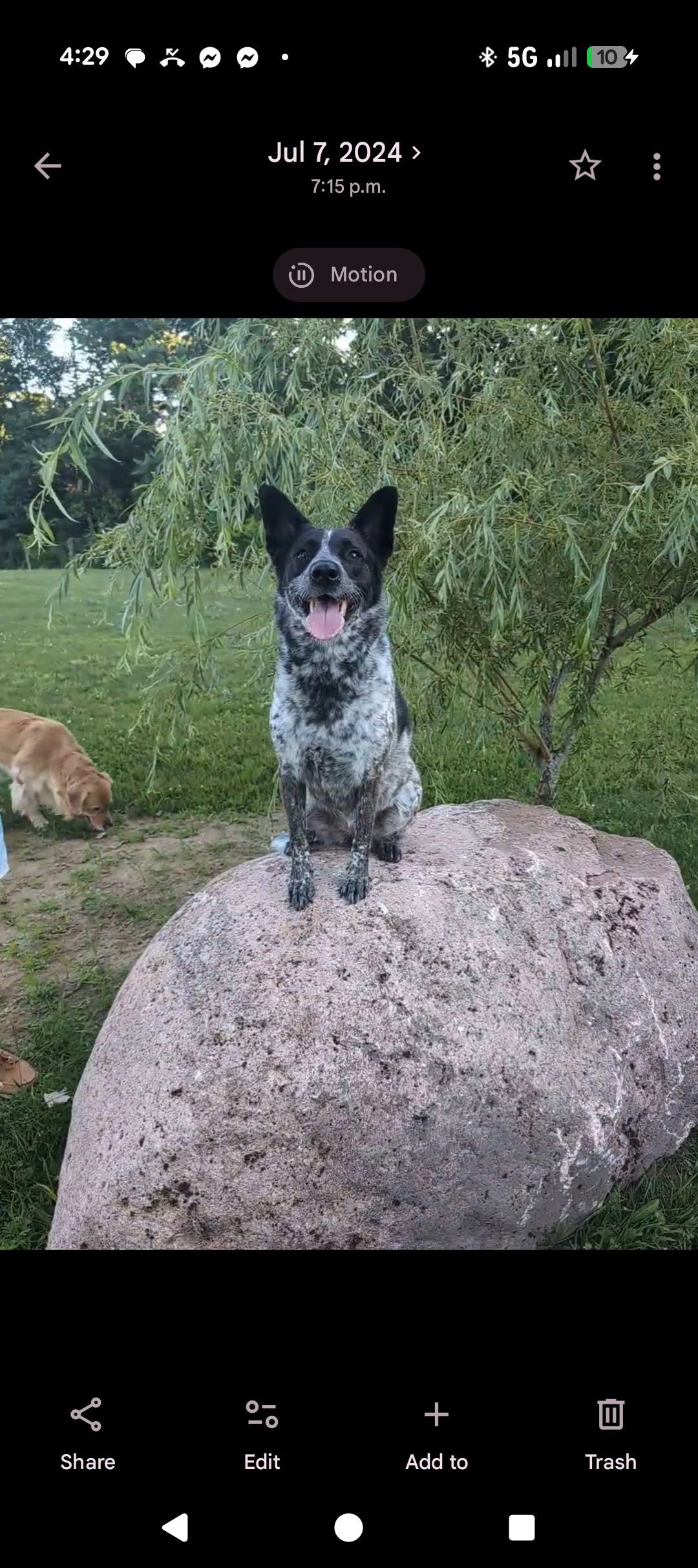 Lost dog