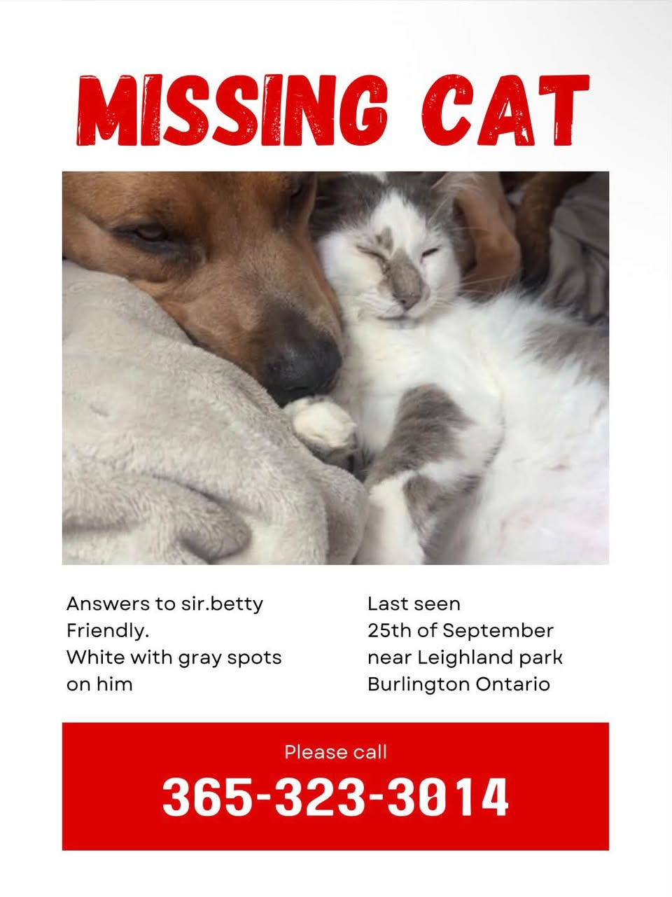 Lost pet