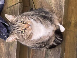 Lost Cat in ØStfold