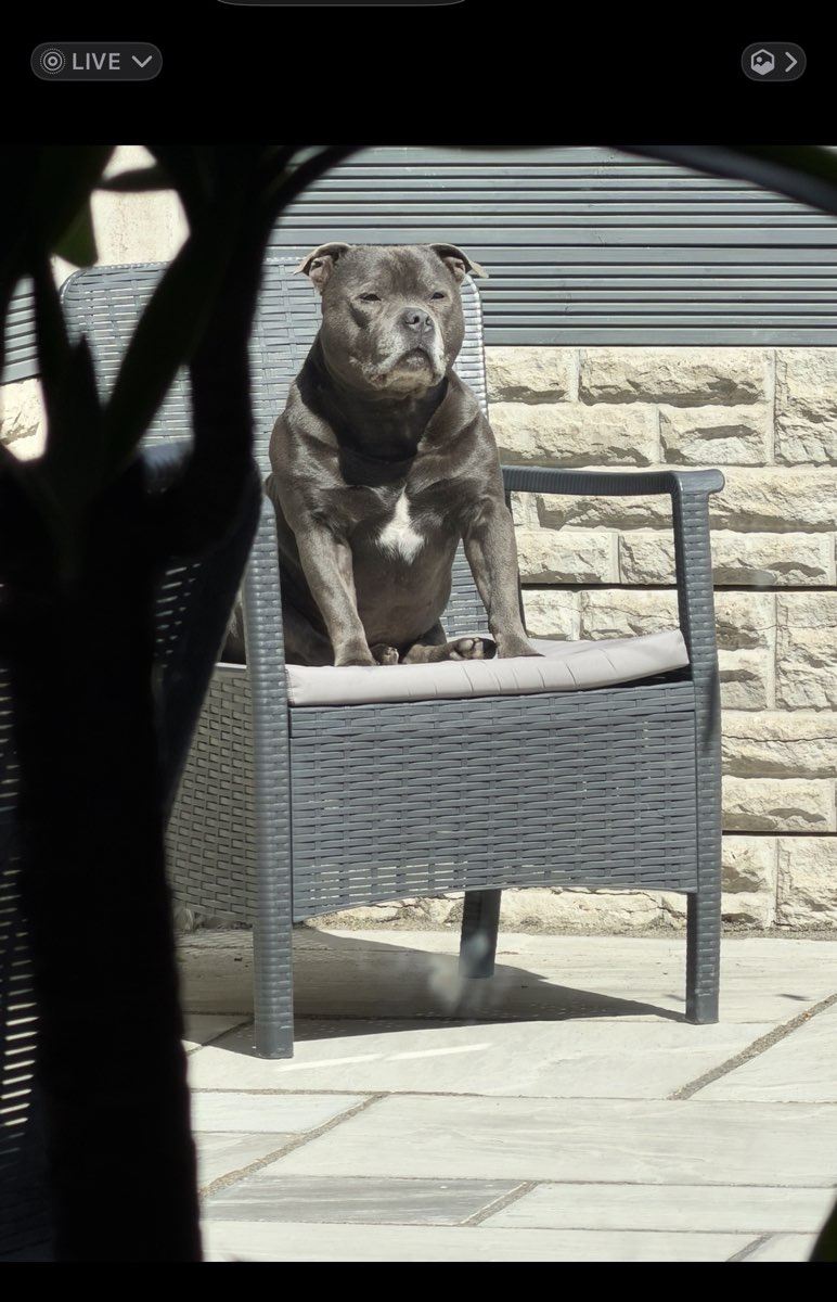 Found Dog