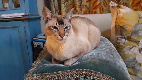 Lost Cat in Fraser Valley
