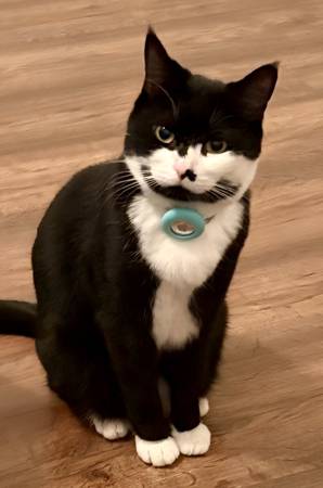 Lost cat